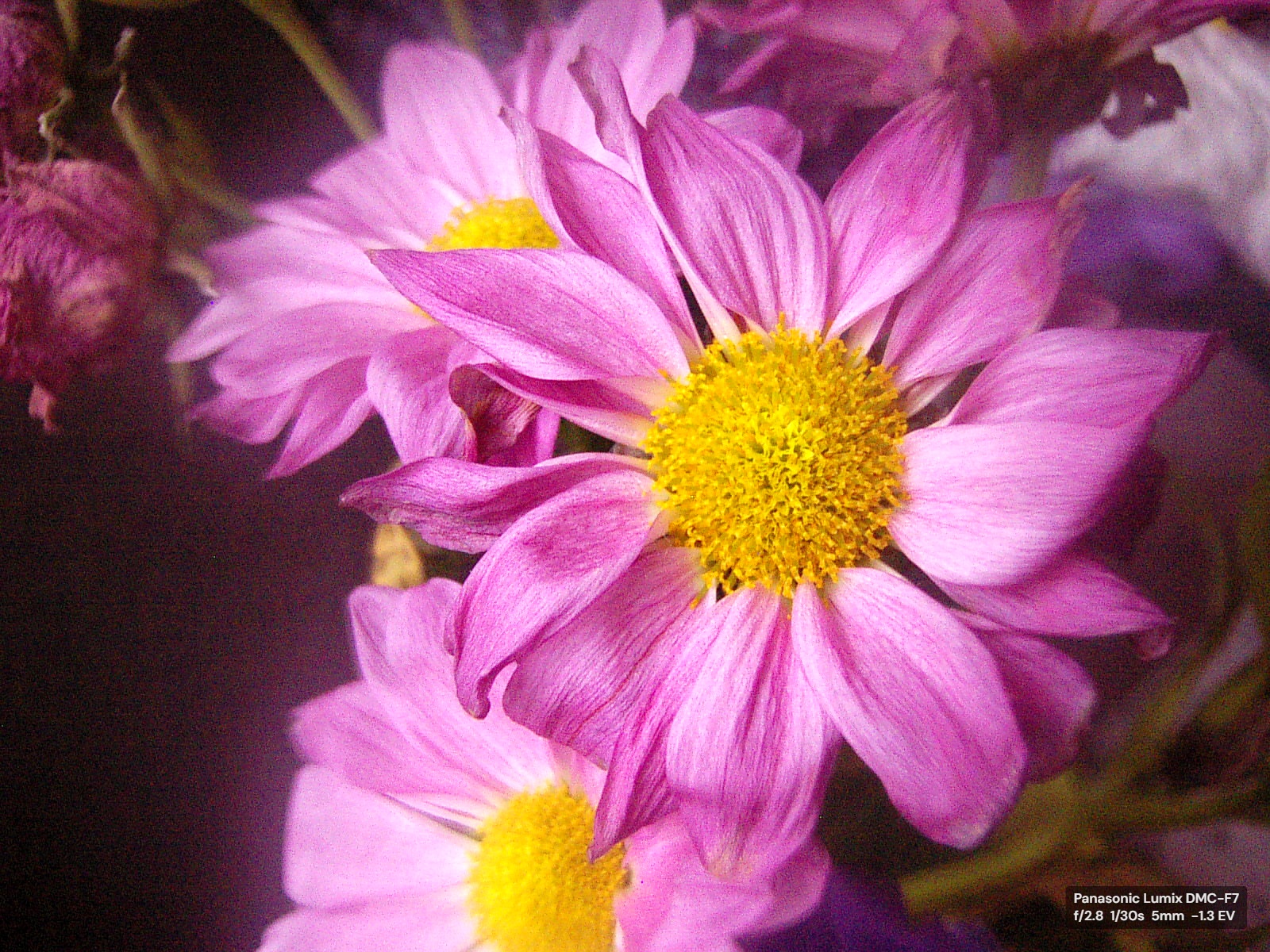 Real DigiCam Lab EXIF burn-in flower export preview